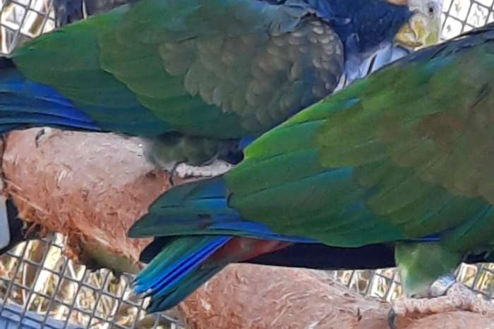 pionus senilis