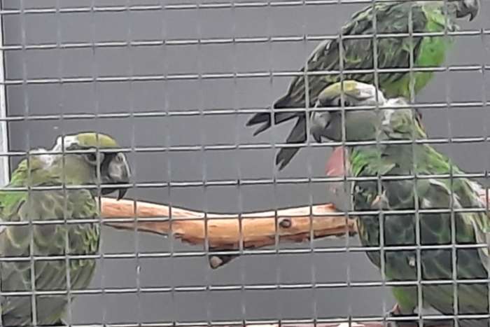 0-1 jardine-papegaai (poicephalus g.gulielmi)