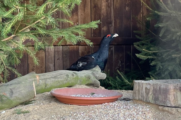 1,0 auerhuhn