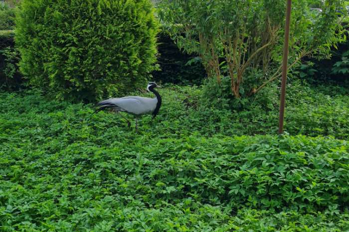 te koop: jufferkraanvogel  1-0