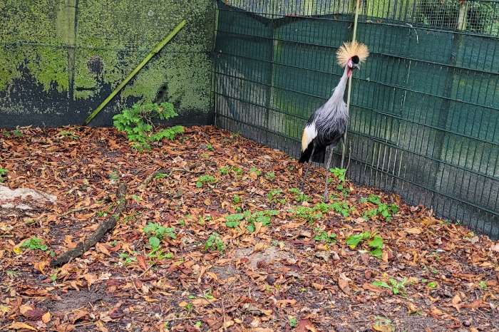 te koop: grijze kroonkraanvogel 0-1
