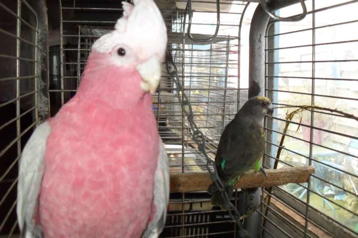 rose/penanten /rood vleugels/barnard