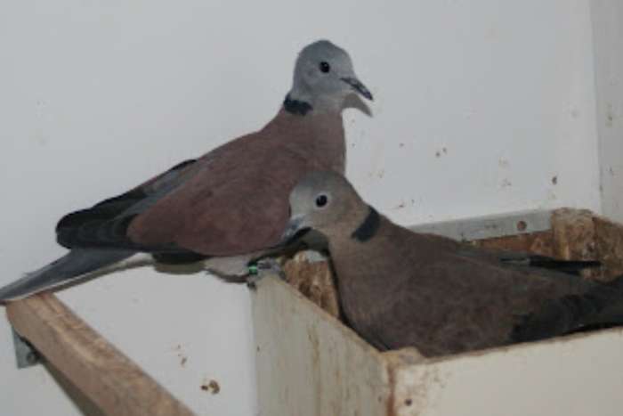 birma tortel