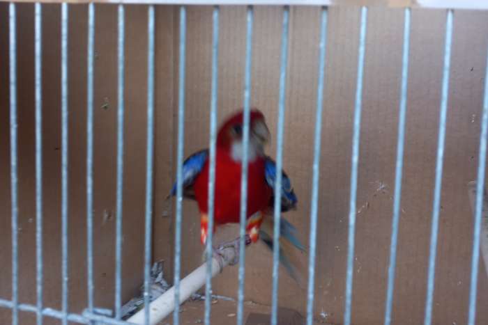 pracht rosella vrouw 2024