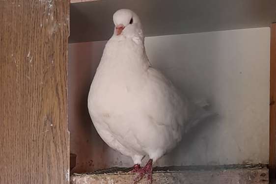 ronsenaar en witte king duiven