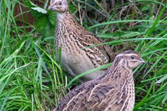 trio europese kwartels