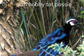 het houden van fazanten....van hobby tot passie