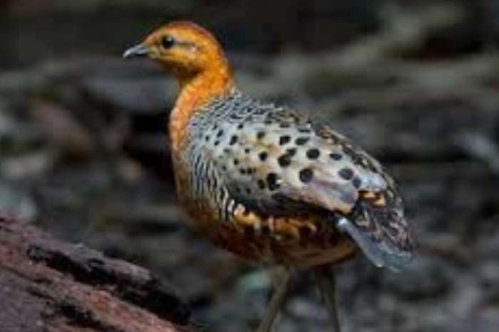 ferruginous padridge