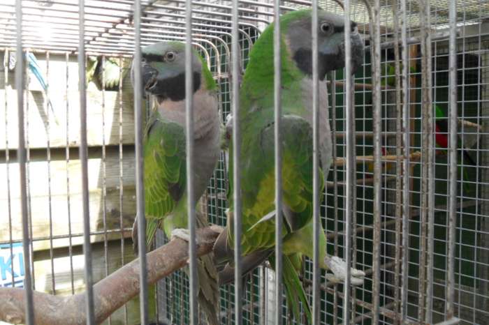 derbyan/en vele andere vogels