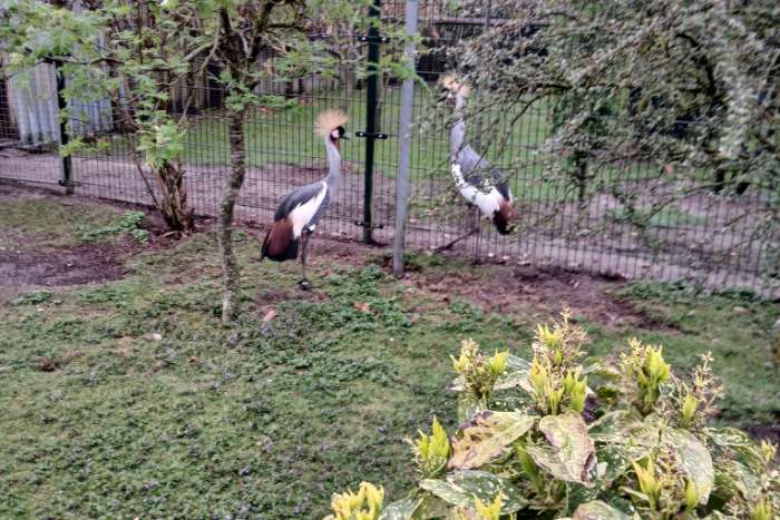 kraanvogels