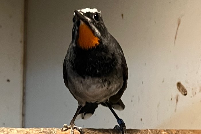 mooie lijst bijzondere vogels ( zangvogels)