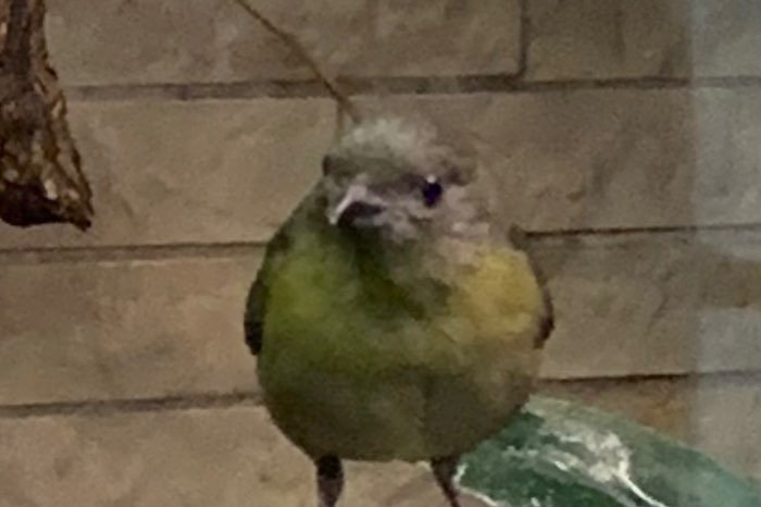veilchenorganist  euphonia violacea