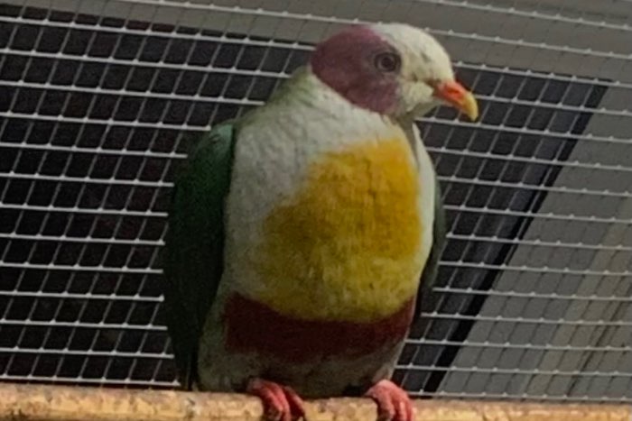 fruitdove