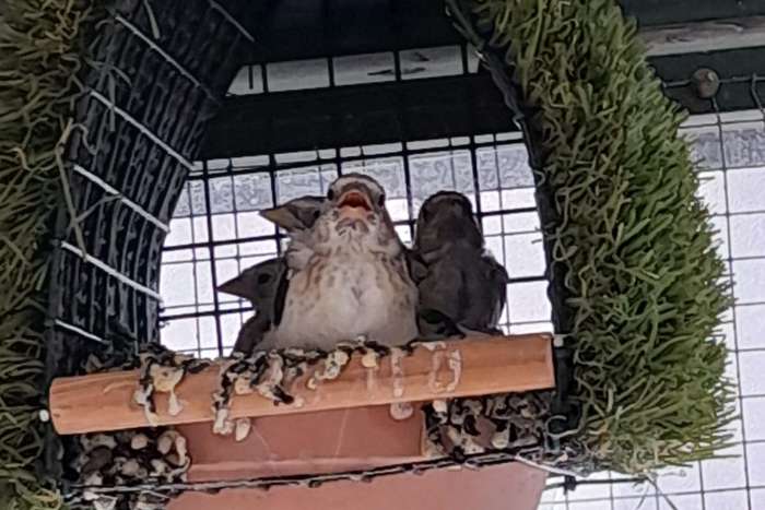 nestkastjes europese cultuurvogels.