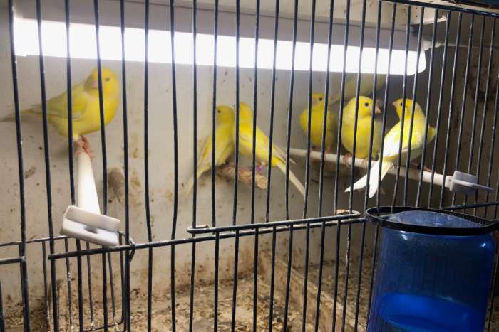 7st waterslagers en harzer zangkanaries te koop 7 stuks