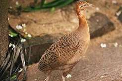 0-1 pampahoen (red-winged tinamoe )of 1-1