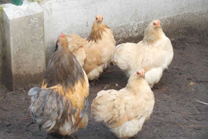 broedeieren van de cochin kriel