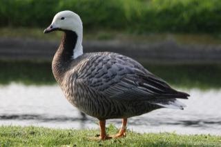 1-0 keizergans