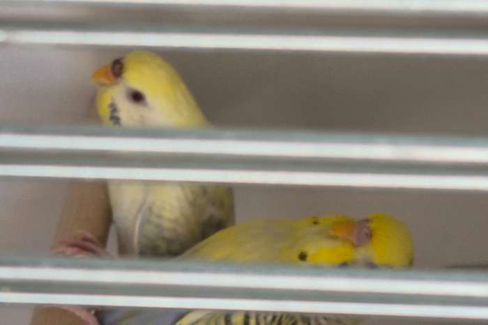 duits dunfallow