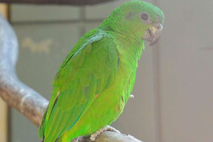 amazona agilis