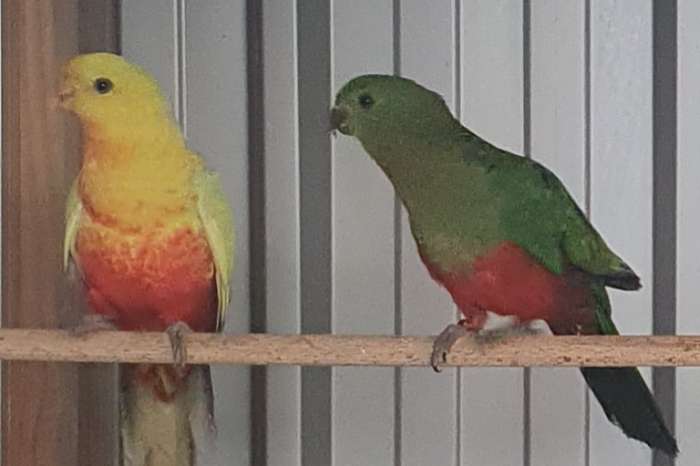 koppel  konings parkieten .geel ' x split geel