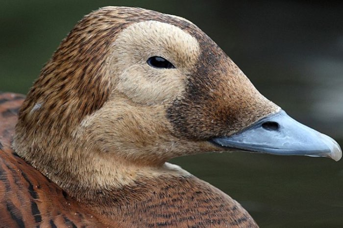 brileider vrouw