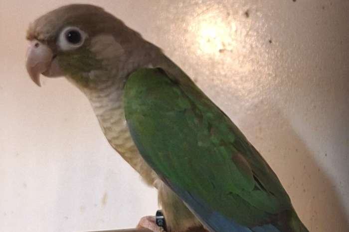pyrrhuna molinae