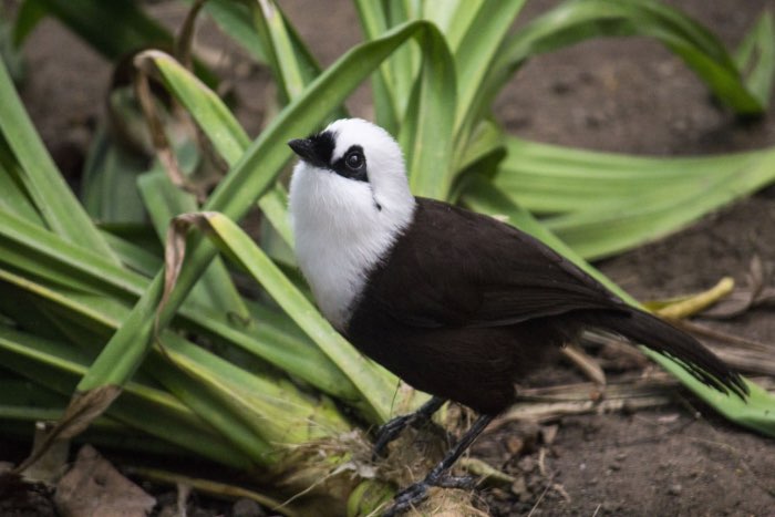 sumatraanse gaailijster - garrulax bicolor