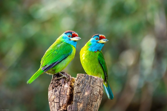 blauwkeel baardvogel - psilopogon asiaticus