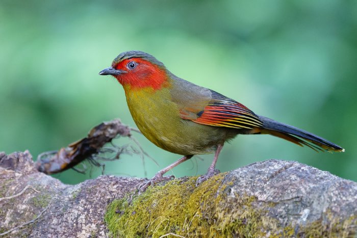 roodwang timalie - liocichla ripponi