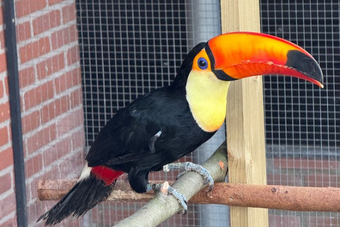 toco toekan - ramphastos toco