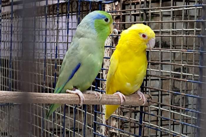 forpus coelestis split x lutino