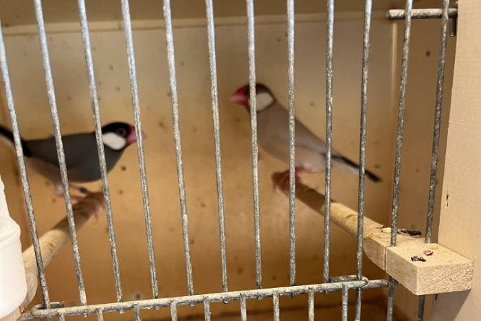 te koop rijstvogels