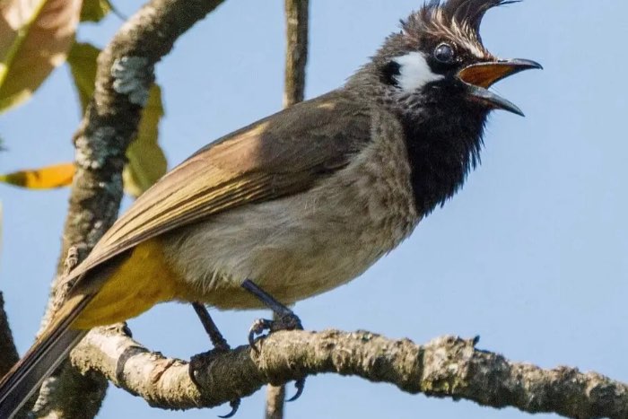 bijgewerkte lijst bijzondere soorten vogels