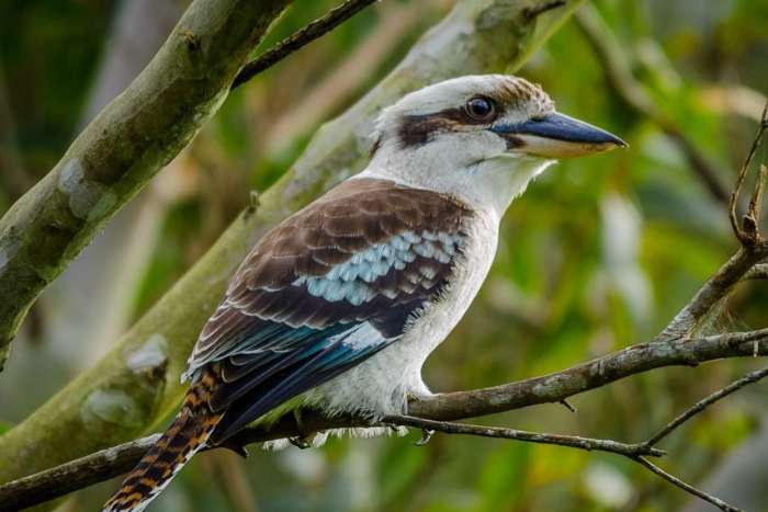 kookaburra