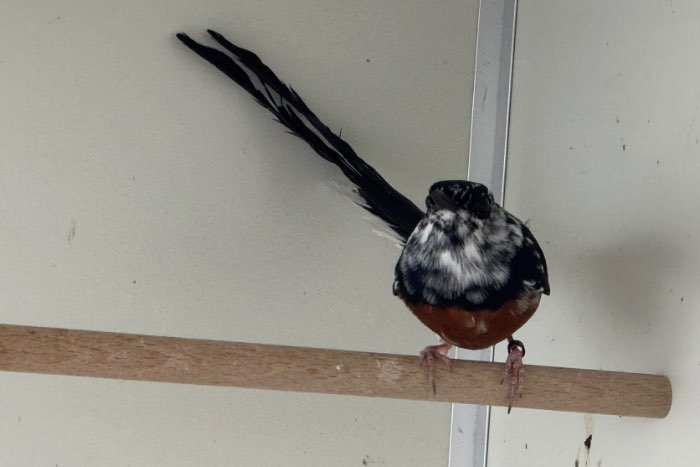 bonte schamalijster - copsychus malabaricus