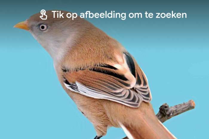 baartmannetje
