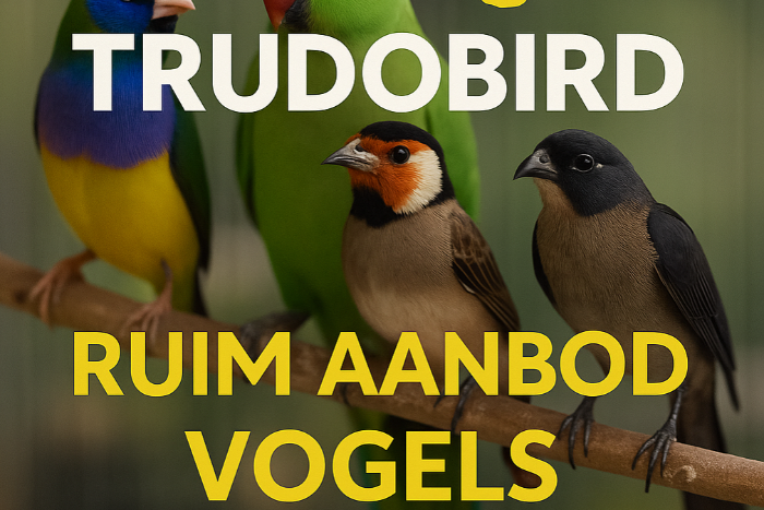 aanbod 6/5/25