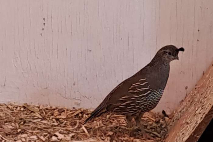 hen californische kuifkwartel