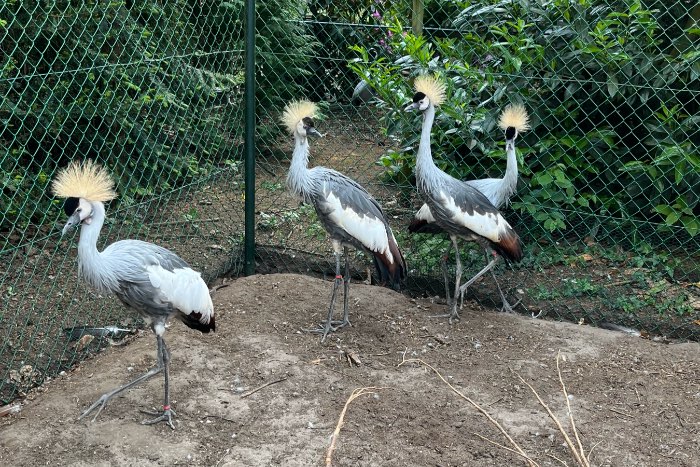 grijze kroonkraanvogel