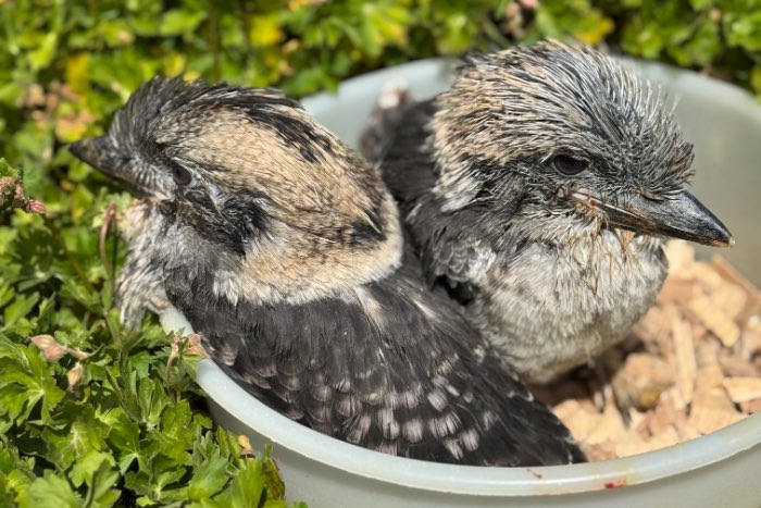0-0-2 kookaburra’s 2025 (gereserveerd)