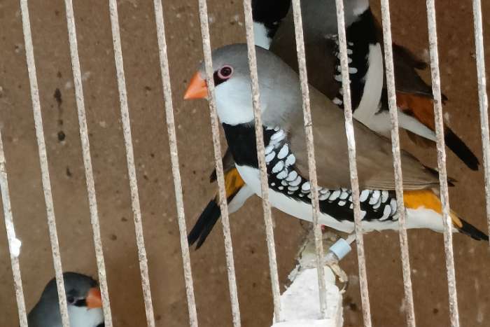 diamant vink