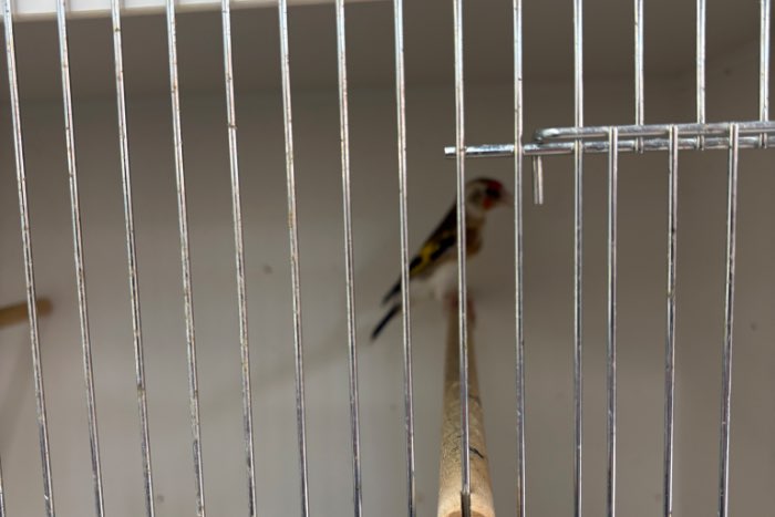 kleine putter wildkleur witkop
