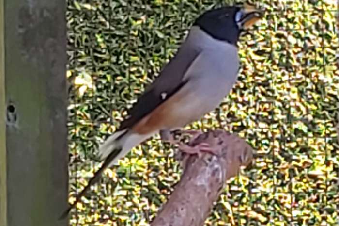 chinese appelvink man.