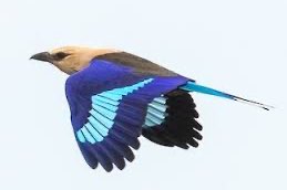 3-2 blauwbuik scharrelaar (coracias cyanogaster)