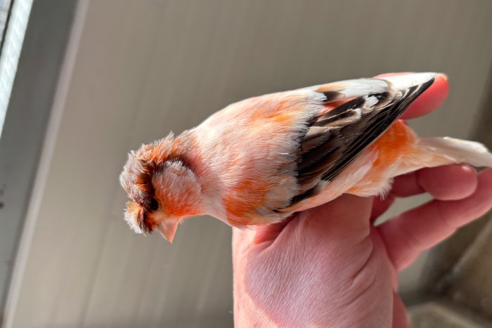 harlekijn kanarie eitjes