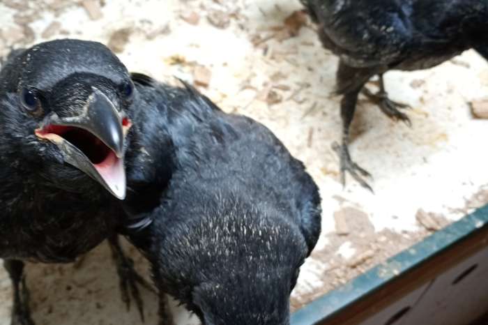 raaf , corvus corax