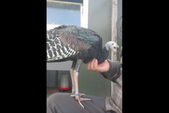 pauwkalkoen/honduraskalkoen/meleagris ocellata/