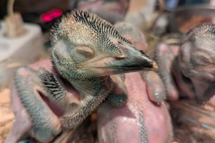 kookaburra jongen 1/2 mei