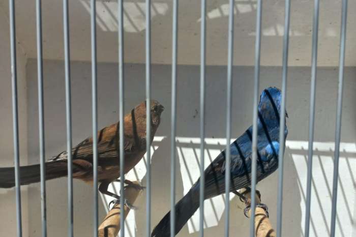 blauwbisschopvogels